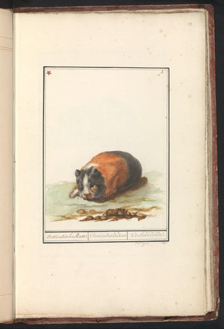 Cavia (Cavia), anonymous, 1790 - 1814 Canvas Print