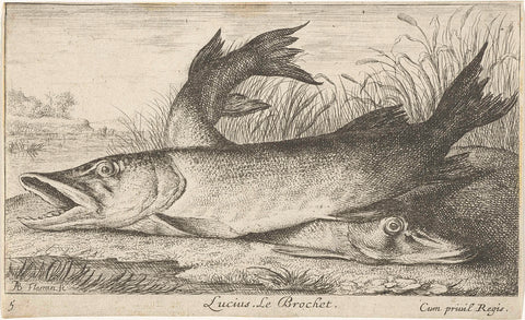 Two pike on a riverbank, Albert Flamen, 1664 Canvas Print