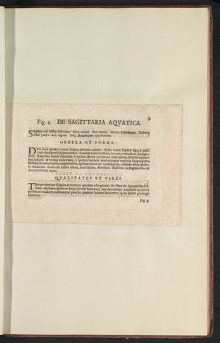 Fig. 4 'De Sagittaria Aqvatica' in De Boodts herbarium van 1640, Anselmus Boëtius de Boodt, 1640 Canvas Print