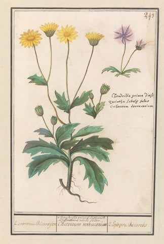 Two flowers from the composite family (Asteraceae), Anselm Boëtius de Boodt, 1596 - 1610 Canvas Print