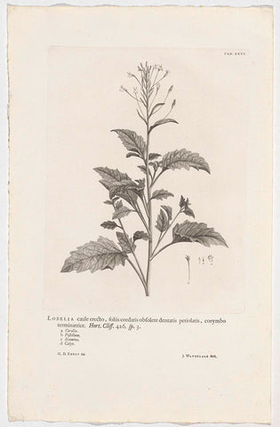 Lobelia cliffortiana, Jan Wandelaar, 1738 Canvas Print