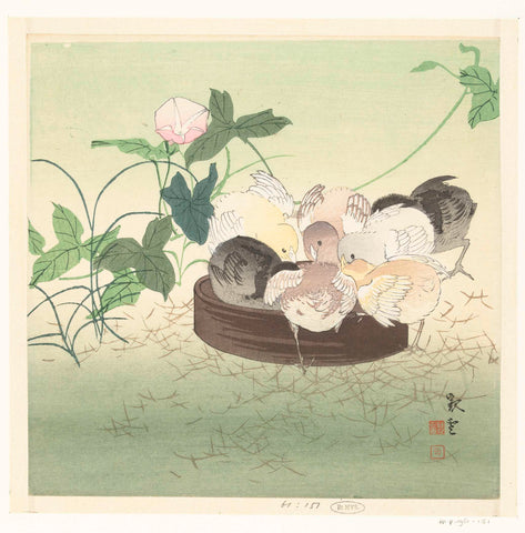 Chicks, Jakuun (possibly), 1900 - 1910 Canvas Print