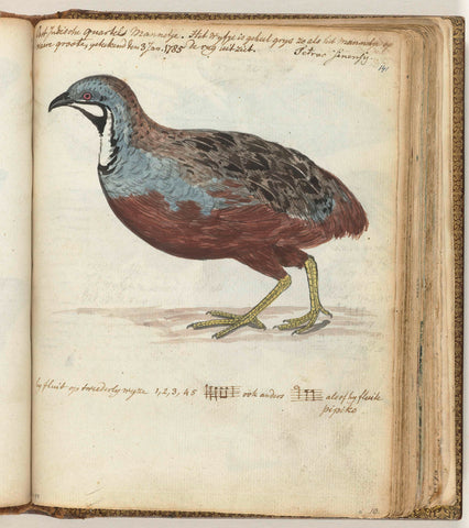 Blue-breasted Quail, Jan Brandes, 1785 Canvas Print