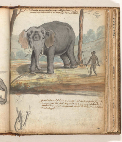 Wild elephant bound between trees, Jan Brandes, 1785 Canvas Print