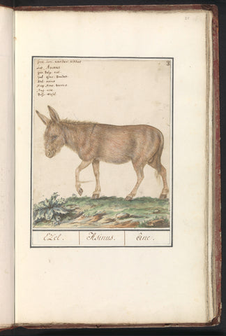 Donkey (Equus africanus asinus), Anselm Boetius de Boodt, 1596 - 1610 Canvas Print