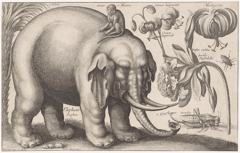 Elephant, monkey, flowers and insects, Wenceslaus Hollar, 1663 Canvas Print