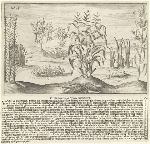 Crops from Guinea, Johann Theodor de Bry, 1602 Canvas Print