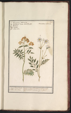 Tansy (Tanacetum vulgare), Anselmus Boëtius de Boodt, 1596 - 1610 Canvas Print