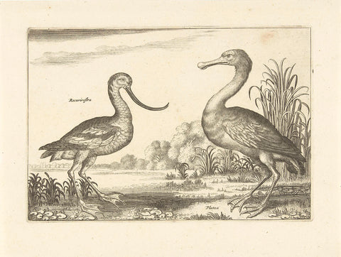 Two wading birds in a river landscape, Adriaen Collaert, 1659 Canvas Print