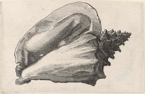 Shell, strombus gigas, Wenceslaus Hollar, 1644 - 1652 Canvas Print