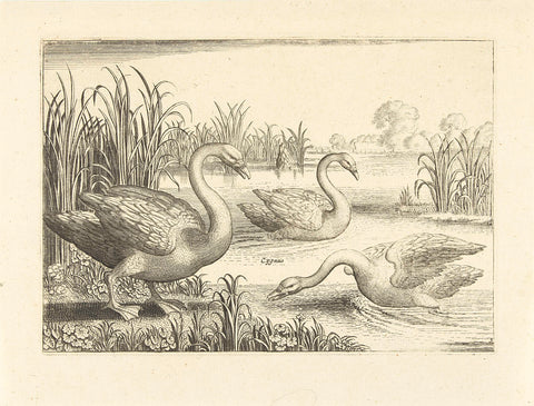 Three swans in a pond, Adriaen Collaert, 1659 Canvas Print