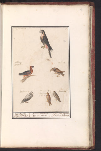 Leaf with six birds of prey, Anselmus Boëtius de Boodt, 1596 - 1610 Canvas Print