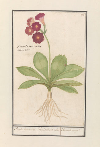 Primrose (Primula), Anselm Boëtius de Boodt, 1596 - 1610 Canvas Print