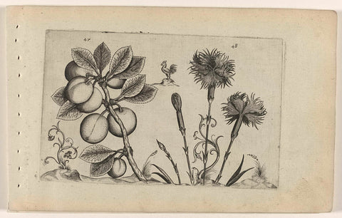 Kerspruim en tuinanjer, Crispijn van de Passe (I) (attributed to), 1600 - 1604 Canvas Print