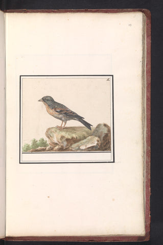 Vink (Fringilla), Anselm Boëtius de Boodt, 1596 - 1610 Canvas Print