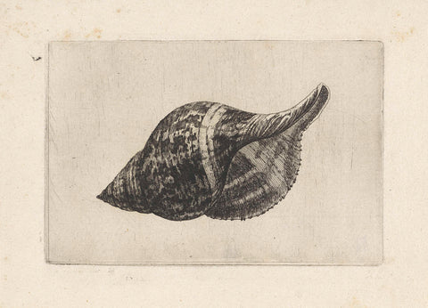 Shell, fasciolaria tulipa, Wenceslaus Hollar, 1644 - 1652 Canvas Print