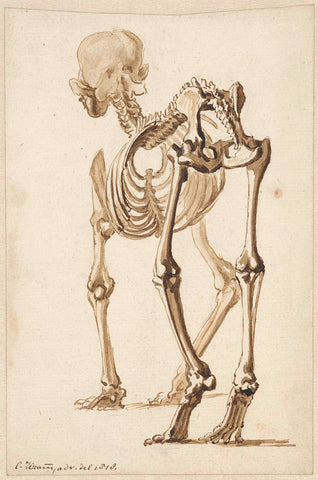 Skeleton of a dog, oblique from behind, Christiaan Kramm, 1818 Canvas Print