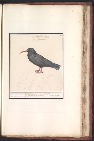 Alpine crow (Pyrrhocorax pyrrhocorax), Anselm Boetius de Boodt, 1596 - 1610 Canvas Print