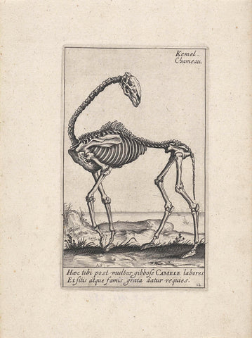 Skeleton of a camel, Andries Jacobsz. Stock, 1625 - 1626 Canvas Print