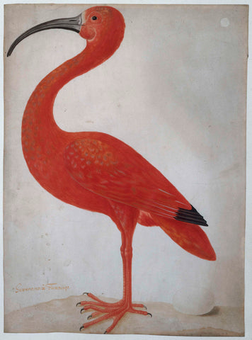 Scarlet Ibis with an Egg, Dorothea Maria Gsell (attributed to), 1699 - 1701 Canvas Print