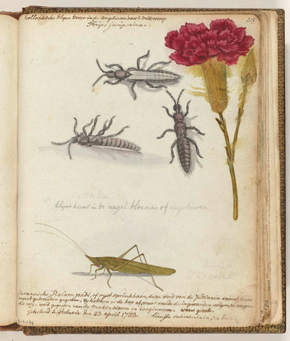 Dutch beetle and Javanese rice grasshopper, Jan Brandes, 1783 Canvas Print