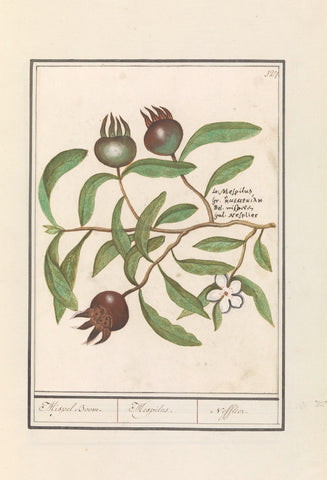 Medlar (Mespilus germanica), Anselm Boëtius de Boodt, 1596- 1610 Canvas Print