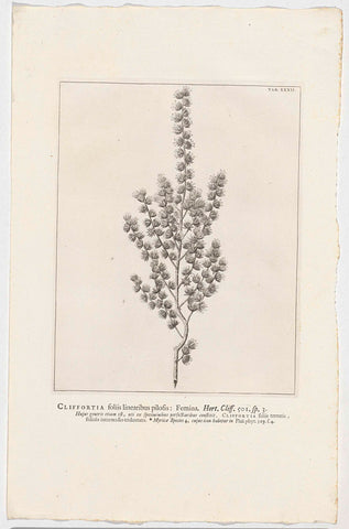 Cliffortia polygonifolia, Jan Wandelaar, 1738 Canvas Print