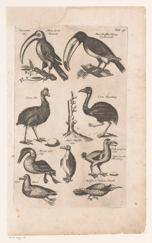 Toucan and other birds, Matthäus Merian, 1657 - 1667 Canvas Print