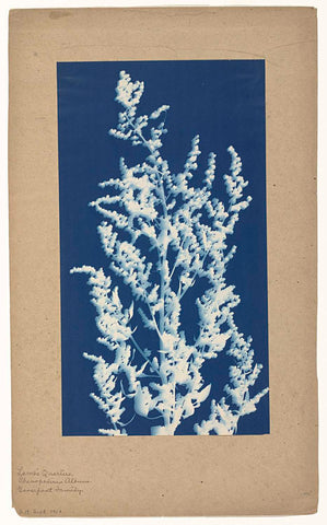 Lamb’s Quarters or White Goosefoot, Bertha E. Jaques (attributed to), 1910 Canvas Print