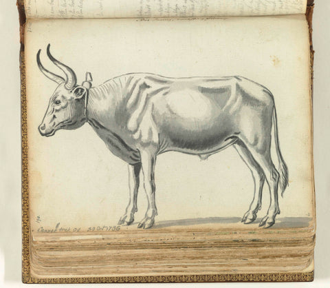 Cape draft ox, Jan Brandes, 1786 Canvas Print