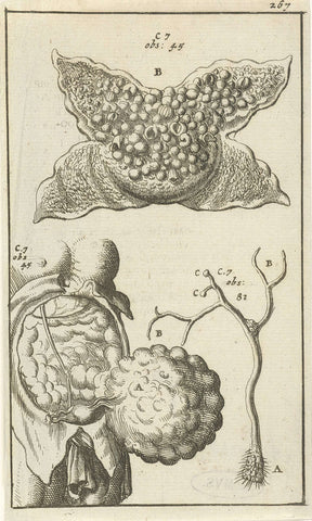 Anatomical image XVIII, Jan Luyken, 1680 - 1688 Canvas Print