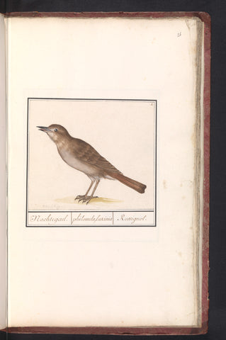 Nightingale (Luscinia megarhynchos), Anselm Boëtius de Boodt, 1596 - 1610 Canvas Print