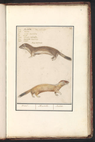 Weasel (Mustela nivalis), Anselm Boëtius de Boodt, 1596 - 1610 Canvas Print