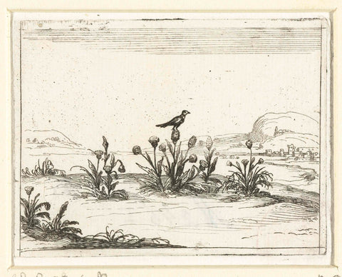 Bird on a Thistle, Jacques Callot, 1621 - 1635 Canvas Print