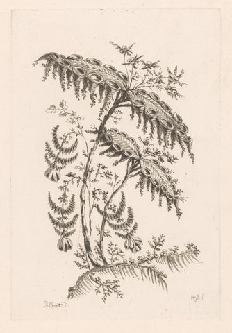 Bladeren met hoornvormen, Johann Heinrich Hess, 1755 - 1775 Canvas Print