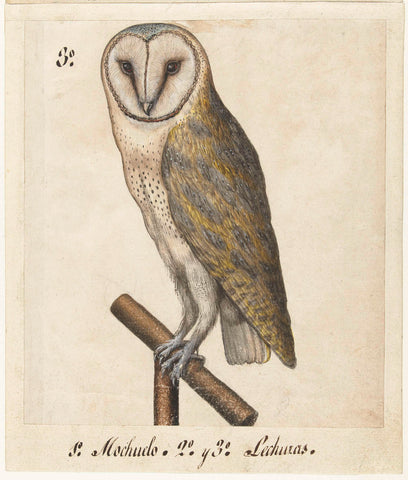 Barn owl, anonymous, 1560 - 1585 Canvas Print