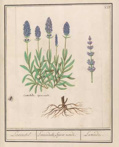 Lavender (Lavandula), Anselm Boetius de Boodt, 1596 - 1610 Canvas Print