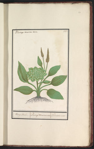 Plantain (Plantago), Anselm Boëtius de Boodt, 1596 - 1610 Canvas Print