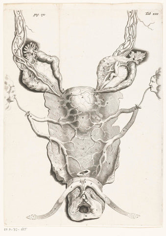 Womb (uterus), enlarged, Hendrik Bary, 1672 Canvas Print