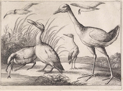 Waterfowl, Wenceslaus Hollar, 1654 Canvas Print