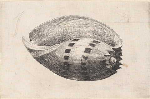 Shell, melo amphora, Wenceslaus Hollar, 1644 - 1652 Canvas Print