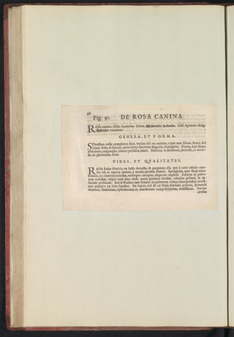 Fig. 50 (40) 'De Rosa Canina' in De Boodt's herbarium of 1640, Anselm Boëtius de Boodt, 1640 Canvas Print