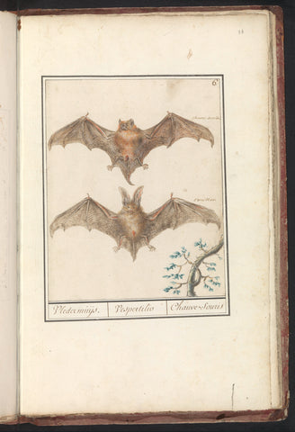 Noctule Bat (Nyctalus noctula) and Brown Long-eared Bat (Plecotus auratus), Anselmus Boëtius de Boodt, 1596 - 1610 Canvas Print