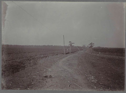 Road and track along sugar cane, anonymous, c. 1900 - c. 1919 Canvas Print