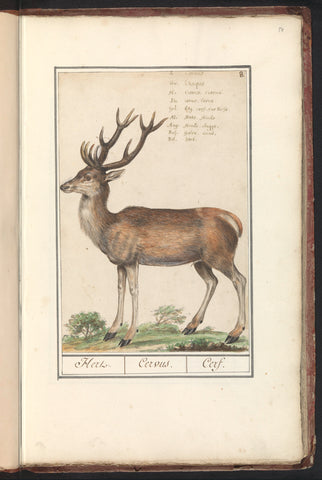 Deer (Cervidae), Anselmus Boëtius de Boodt, 1596 - 1610 Canvas Print