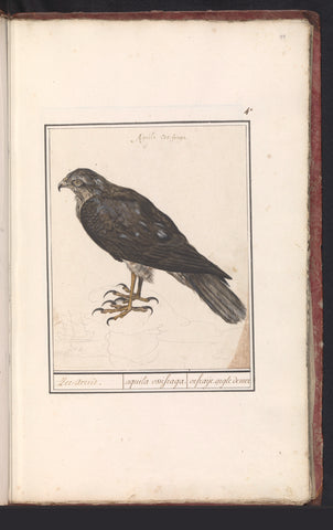 Eurasian Sparrowhawk, Anselm Boetius de Boodt, 1596 - 1610 Canvas Print