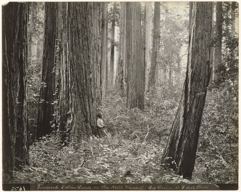 Big Basin Redwoods Forest, Andrew P. Hill, 1900 - 1922 Canvas Print