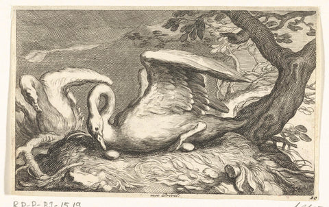 Two swans, Frederick Bloemaert, after 1635 - 1670 Canvas Print