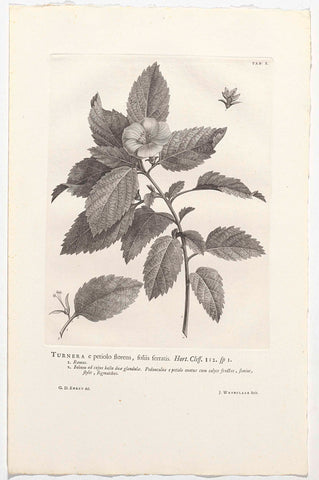 Turnera ulmifolia, Jan Wandelaar, 1738 Canvas Print