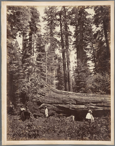 Fallen Tree Hercules 325 feet long, Mammoth Grove, Calaveras County, California, Charles Leander Weed, 1864 Canvas Print